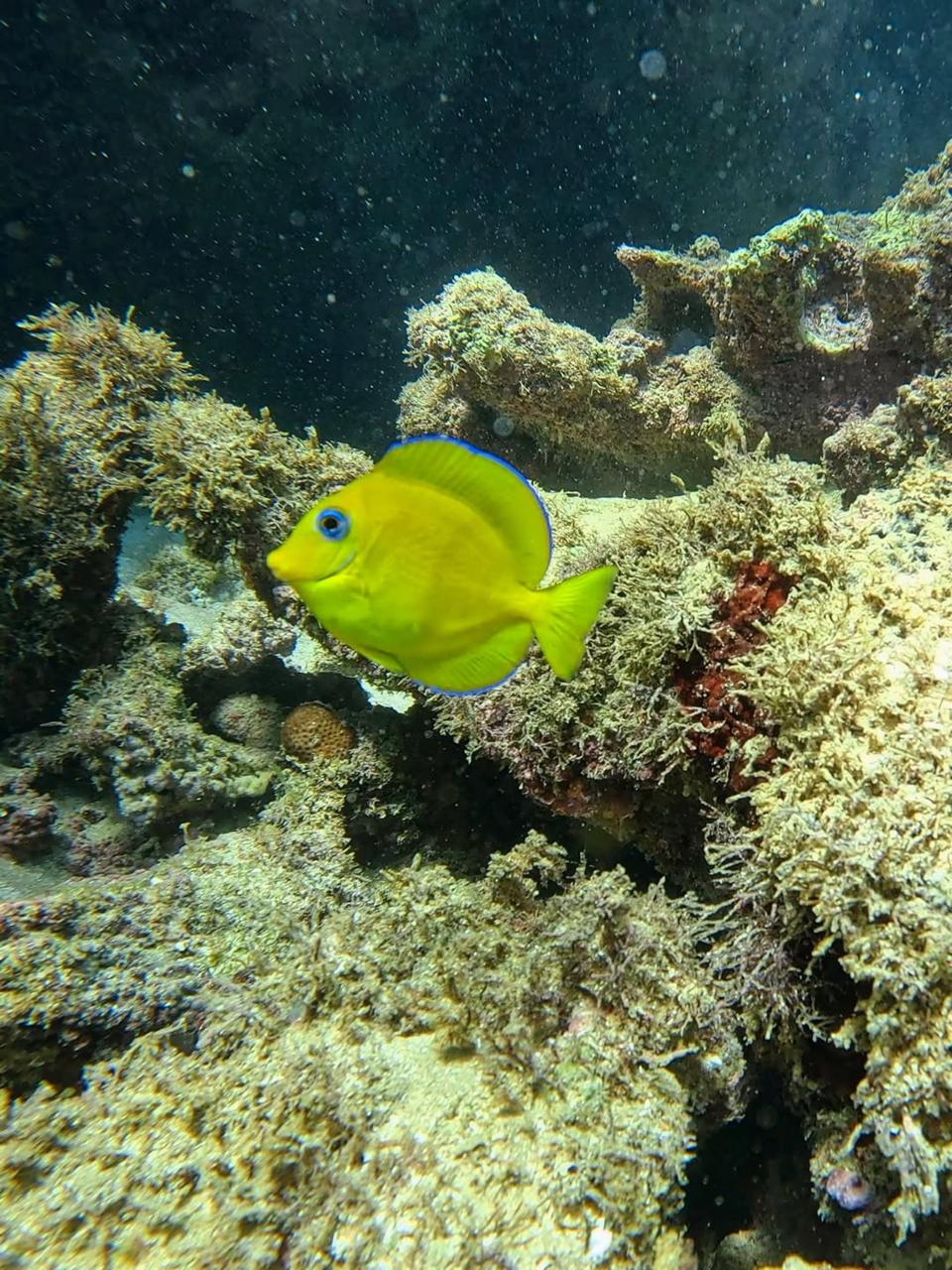 Peixe amarelo sobre o recife de corais de Taipu de Fora, visto com máscara e snorkel
